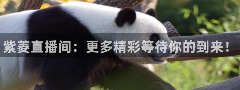 看球吧nba直播：紫菱直播间：更多精彩等待你的到来！